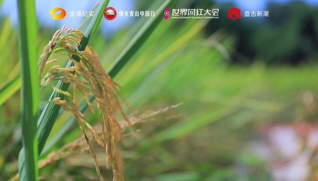 见证·下一个明星主播>组委会走进罗定市连州镇消费扶贫公益活动
