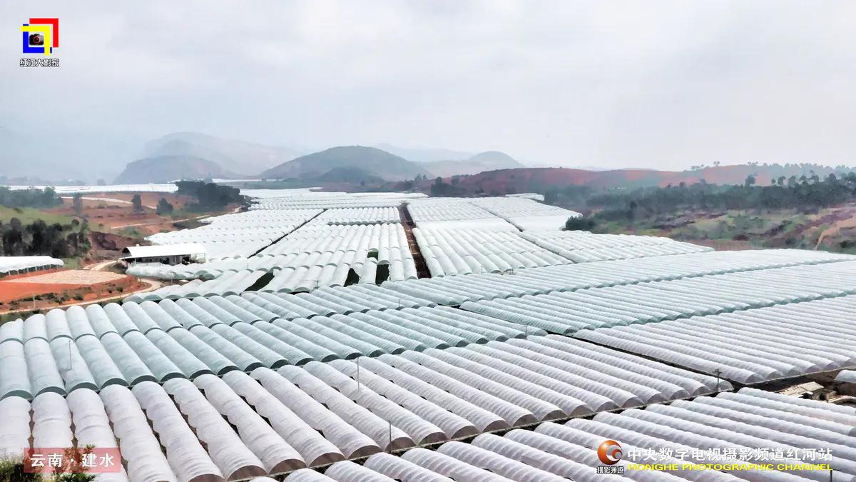一把剪刀闯天下-建水葡萄疏果工李积秀获“全国优秀农民工”称号