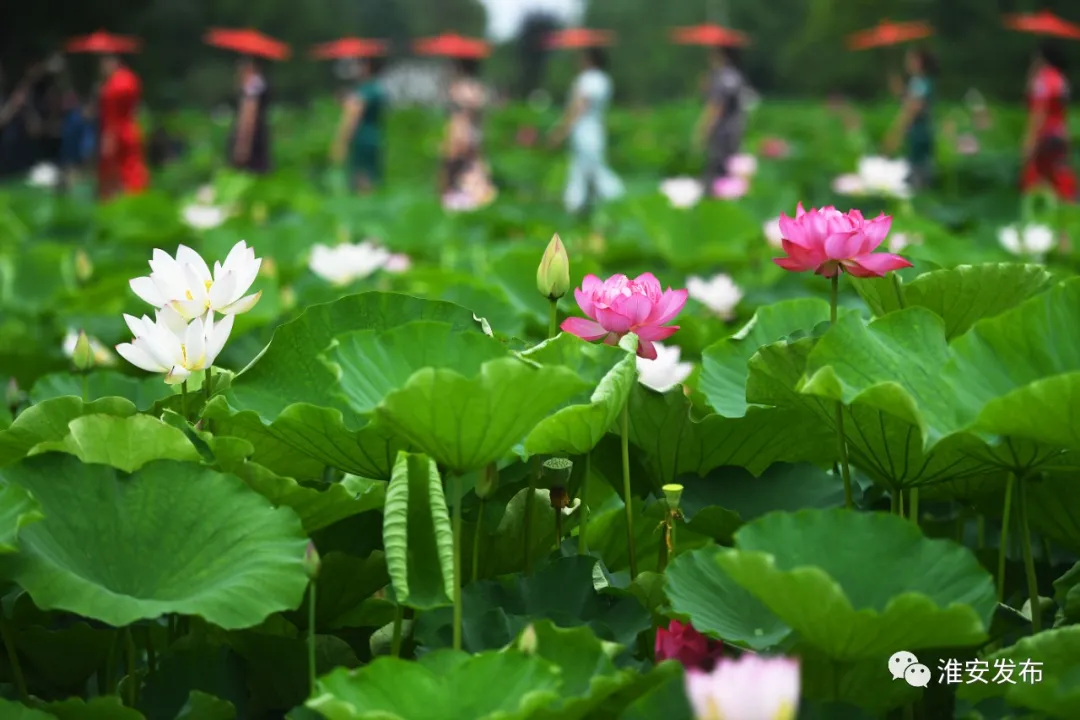 第21届中国·金湖荷花节盛情开幕