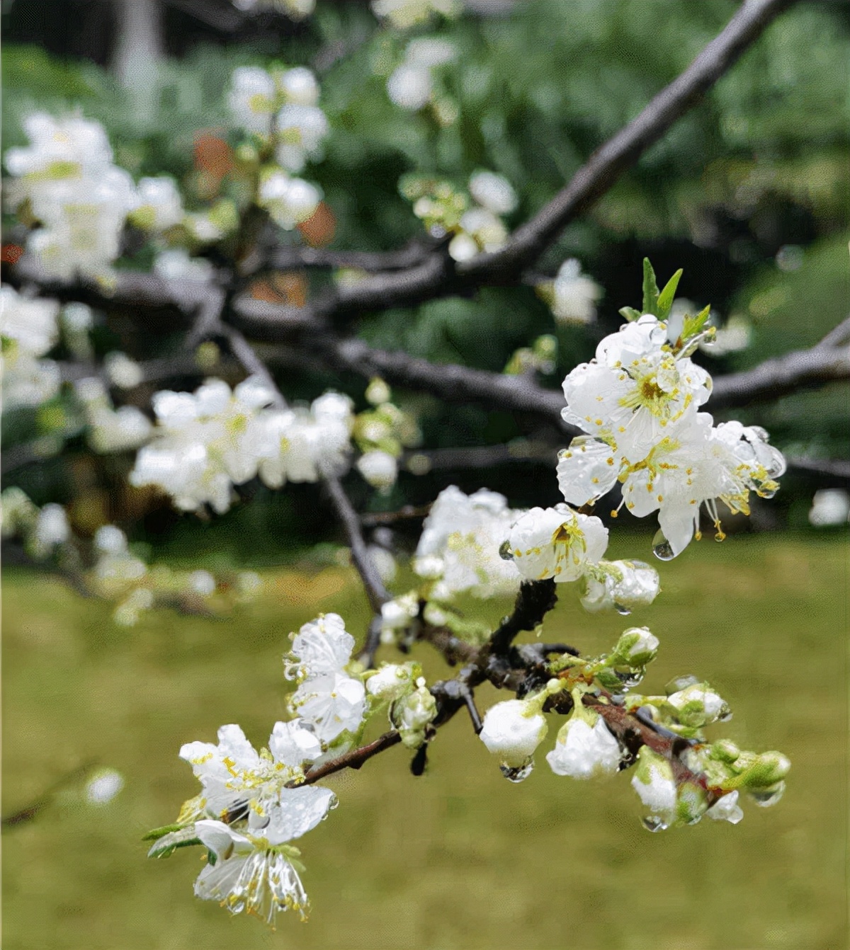 Ҷ������ʦ��Ʒʫ10��