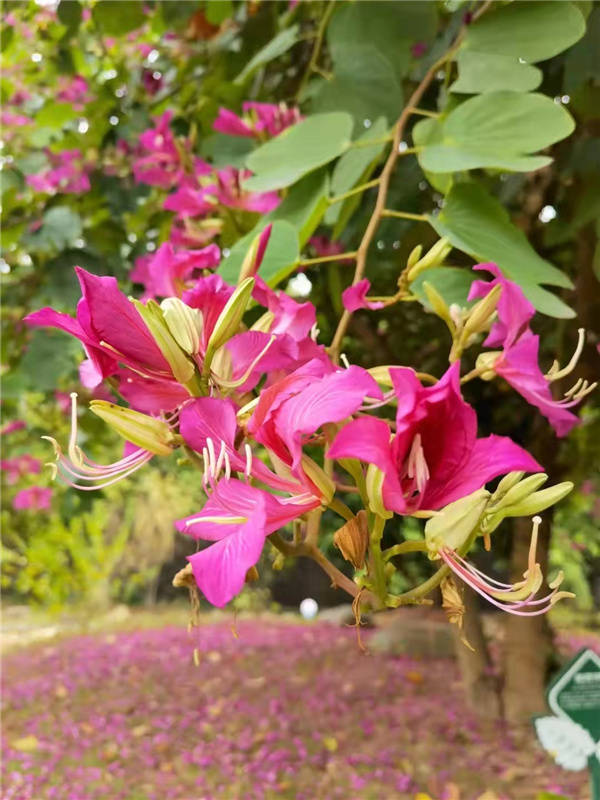 Ҷ������ʦ��Ʒʫ10��