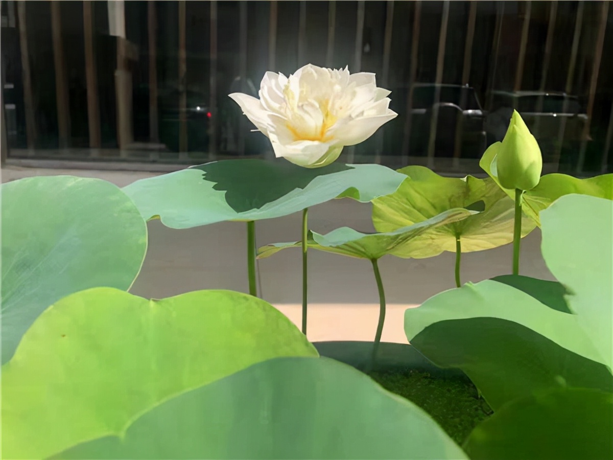 Ҷ������ʦ��Ʒʫ10��