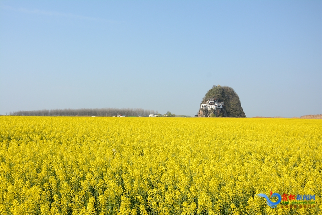 宿松县复兴镇:油菜花开遍地金 农旅融合助振兴