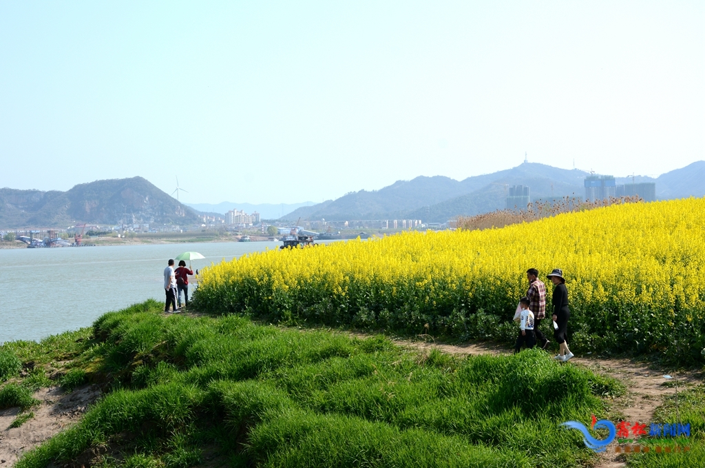 宿松县复兴镇:油菜花开遍地金 农旅融合助振兴
