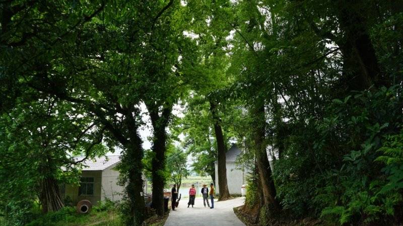 浙江新昌:眉岱乡贤同奔兴村共富路
